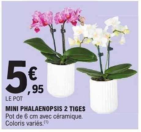MINI PHALEANOPSIS 2 TIGES