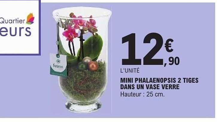 MINI PHALEANOPSIS 2 TIGES DANS UN VASE VERRE