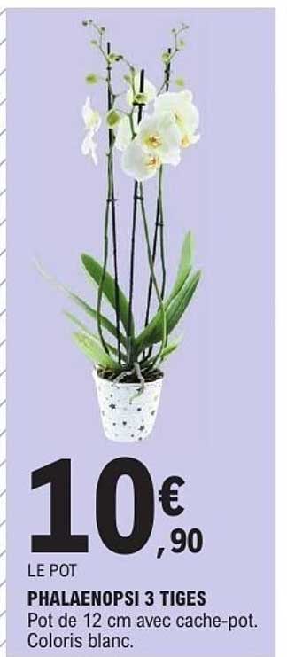 PHALAENOPSI 3 TIGES