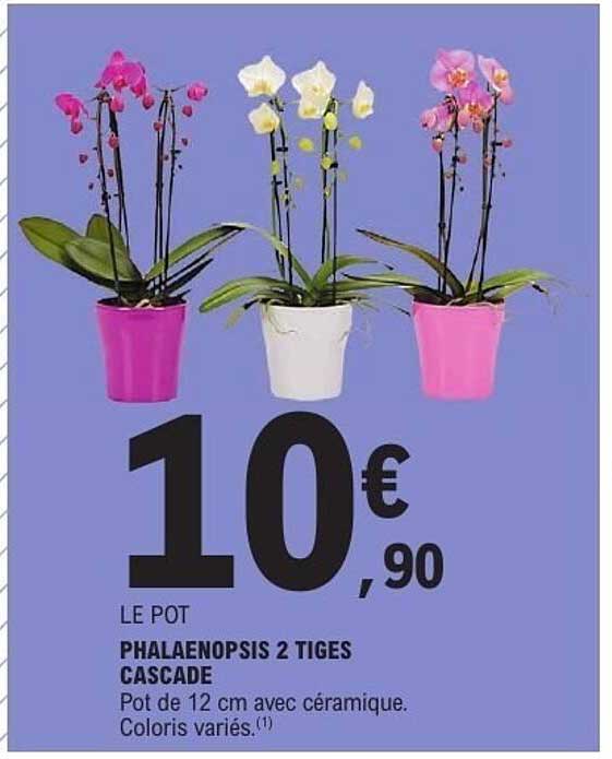 PHALAENOPSIS 2 TIGES CASCADE