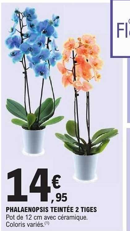 PHALAENOPSIS TEINTÉE 2 TIGES