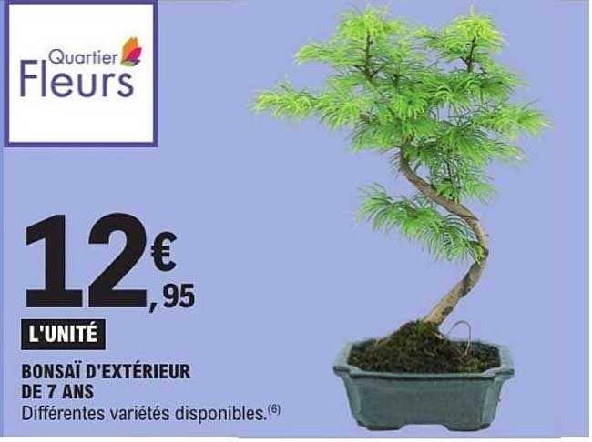 BONSÀI D'EXTÉRIEUR DE 7 ANS