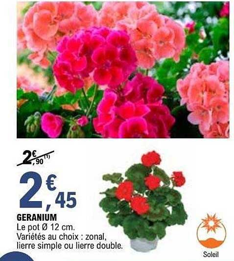 GERANIUM
