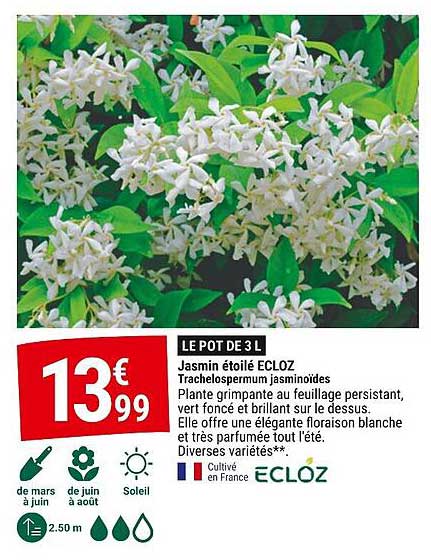 Jasmin étoilé ECLOZ