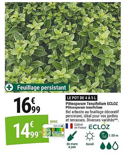 Pittosporum Tenuifolium Ecloz - Le Pot de 4 à 5 L