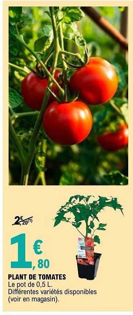 PLANT DE TOMATES