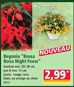Begonia "Bossa Nova Night Fever"