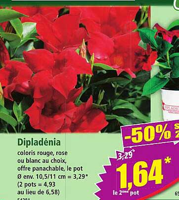 Dipladénia