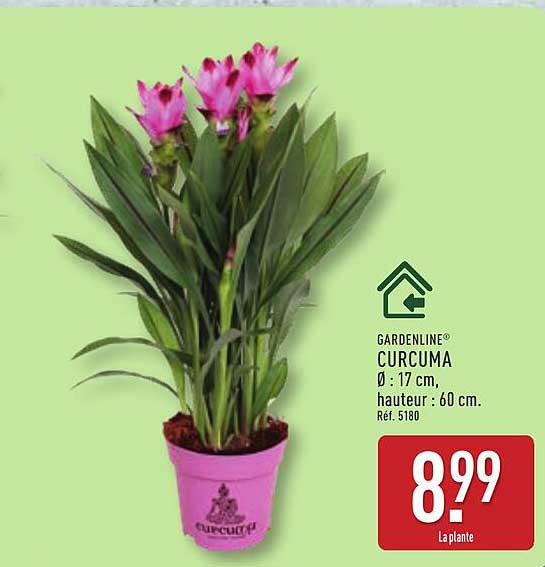 GARDENLINE® CURCUMA Ø : 17 cm, hauteur : 60 cm. Réf. 5180