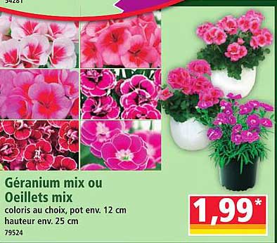 Géranium mix ou Oeillets mix