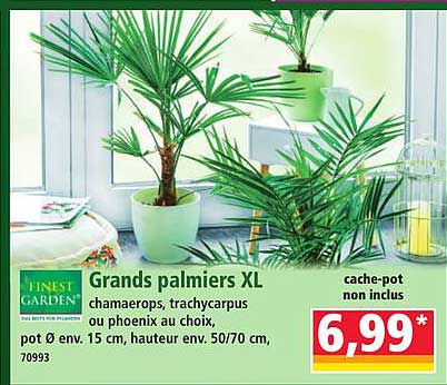 Grands palmiers XL