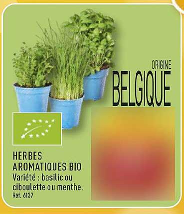 HERBES AROMATIQUES BIO variété : basilic ou ciboulette ou menthe.