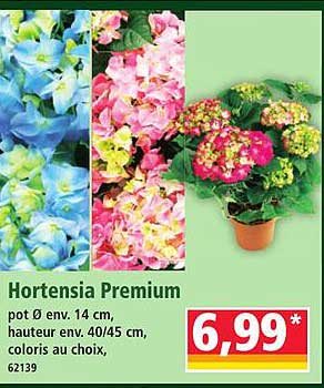 Hortensia Premium
