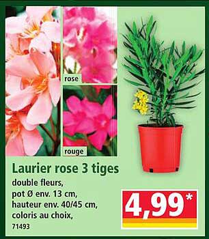 Laurier rose 3 tiges