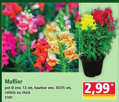 Muflier