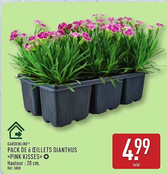PACK DE 6 ŒILLETS DIANTHUS «PINK KISSES»