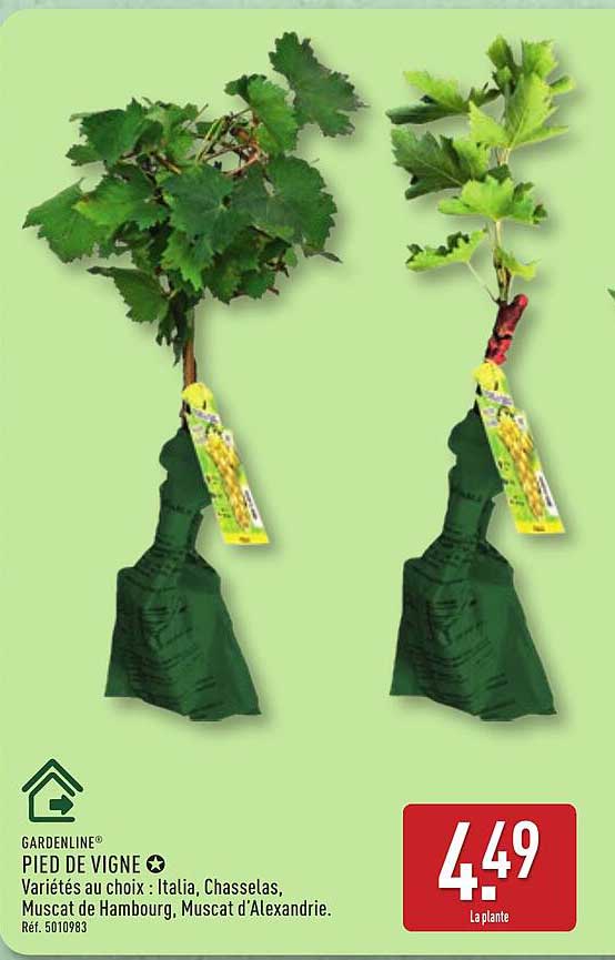 PIED DE VIGNE