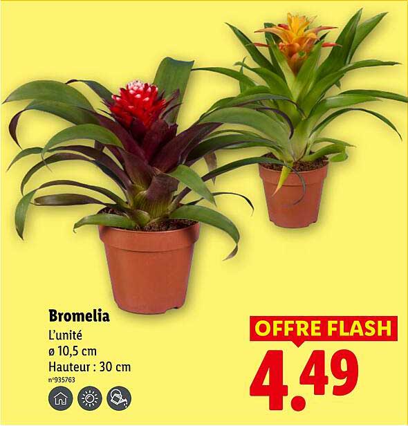Bromelia