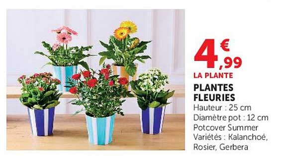LA PLANTE FLEURIE