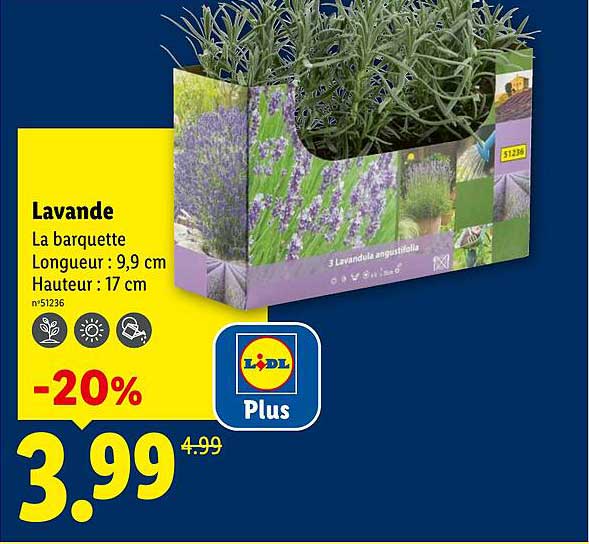 Lavande