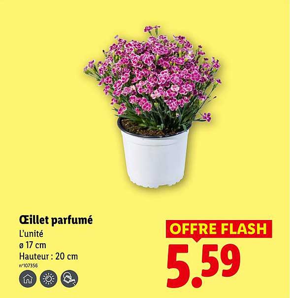 Œillet parfumé