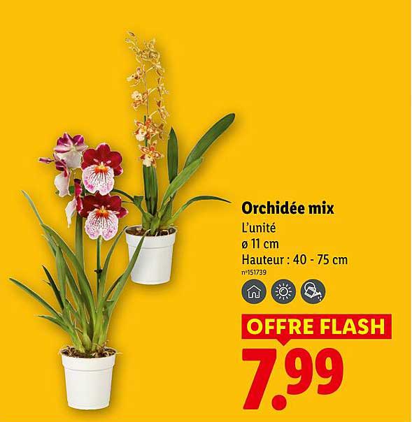 Orchidée mix