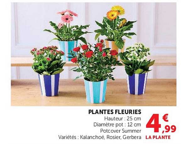 PLANTES FLEURIES