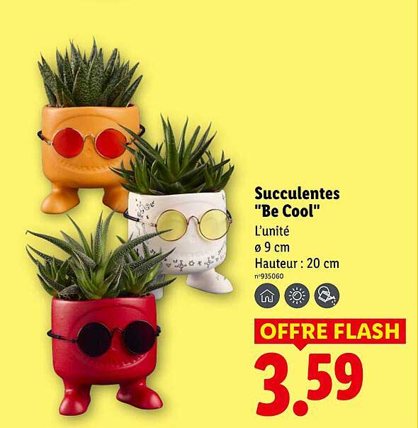 Succulentes "Be Cool"