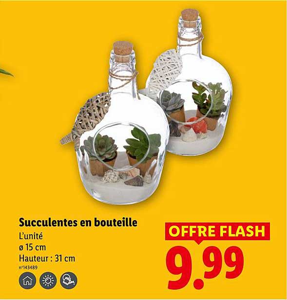 Succulentes en bouteille