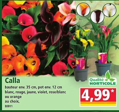 Calla
