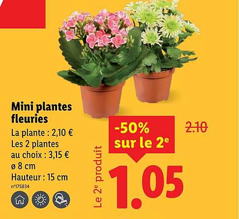 Mini plantes fleuries