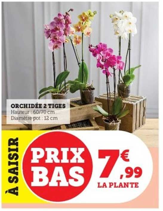 ORCHIDÉE 2 TIGES