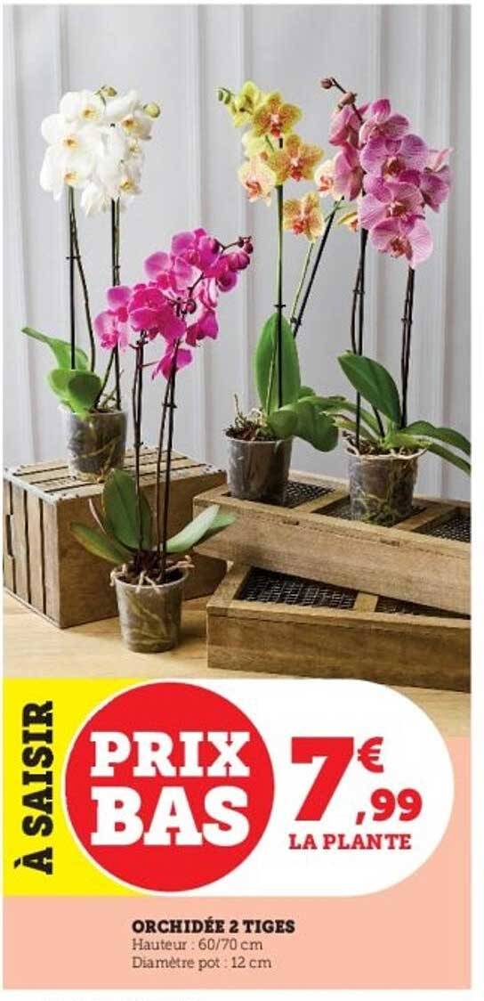 ORCHIDÉE 2 TIGES