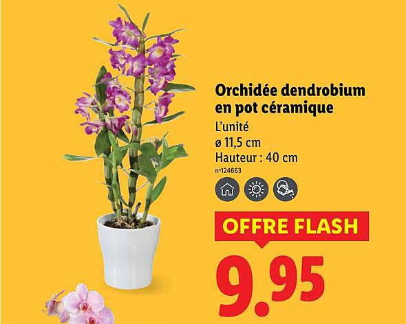 Orchidée dendrobium en pot céramique