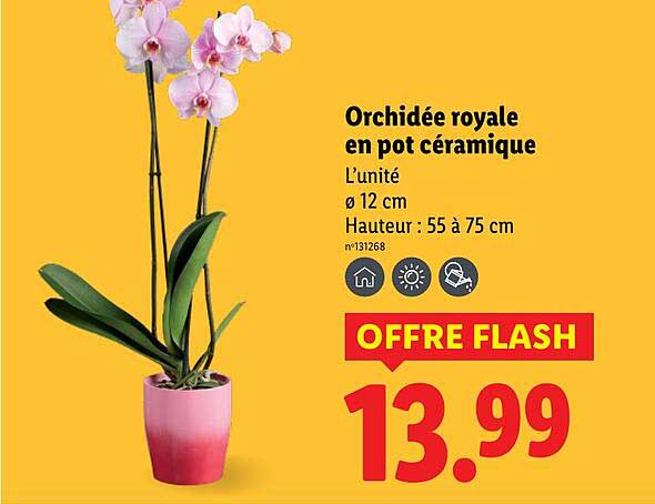 Orchidée royale en pot céramique