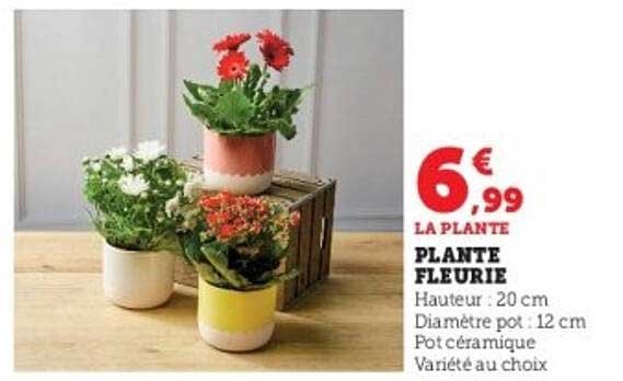 PLANTE FLEURIE