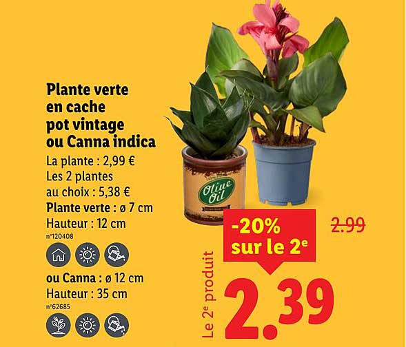 Plante verte en cache pot vintage ou Canna indica
