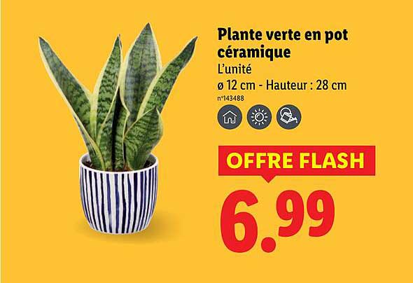Plante verte en pot céramique