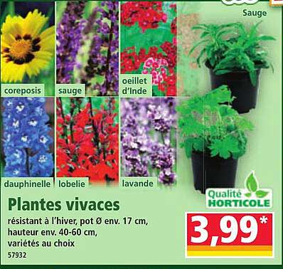Plantes vivaces