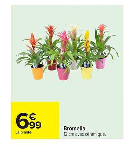 Bromelia