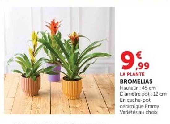 BROMELIAS