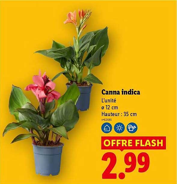 Canna indica