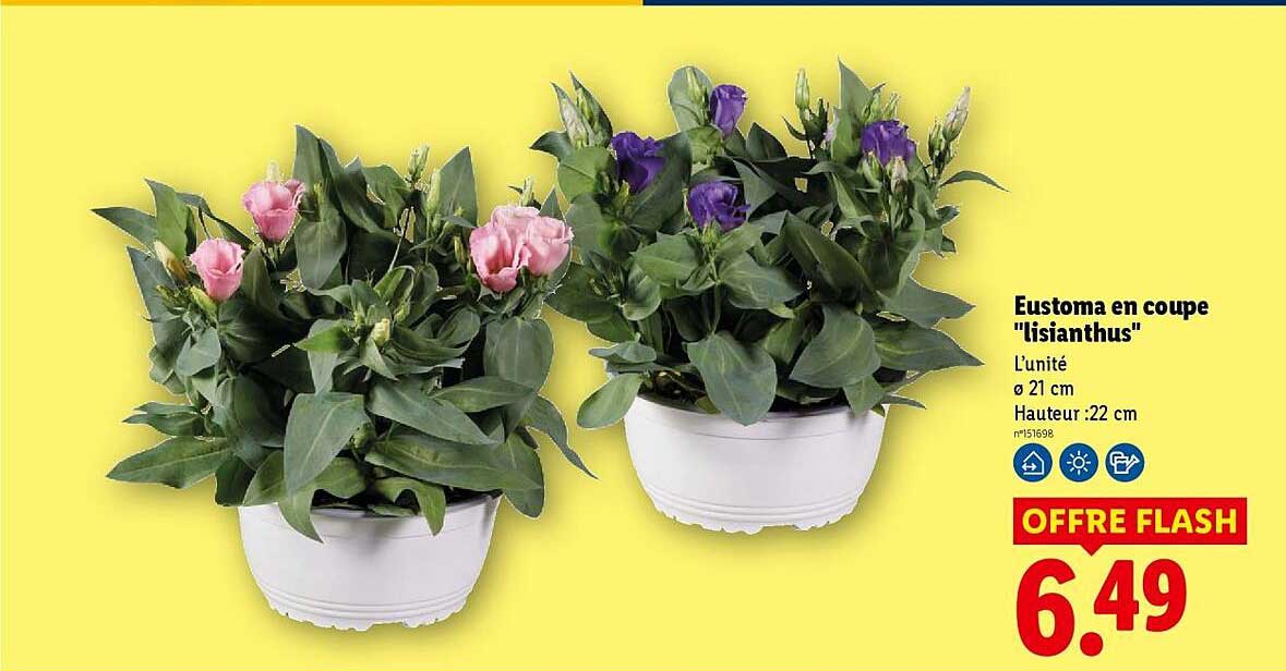 Eustoma en coupe "lisianthus"
