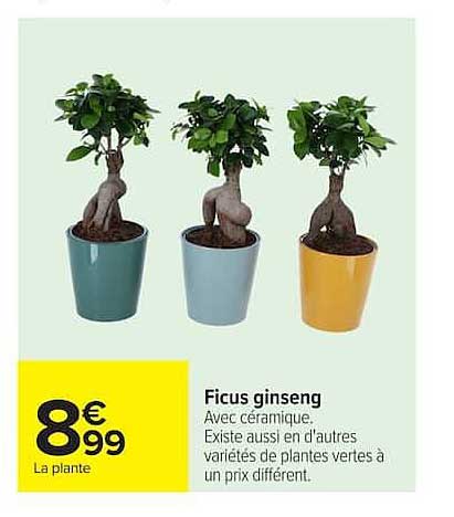 Ficus ginseng