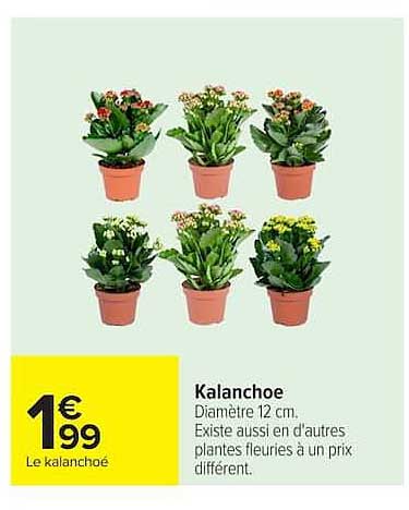 Kalanchoe