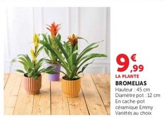 LA PLANTE BROMELIAS