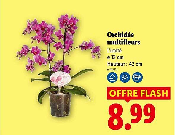 Orchidée multifleurs