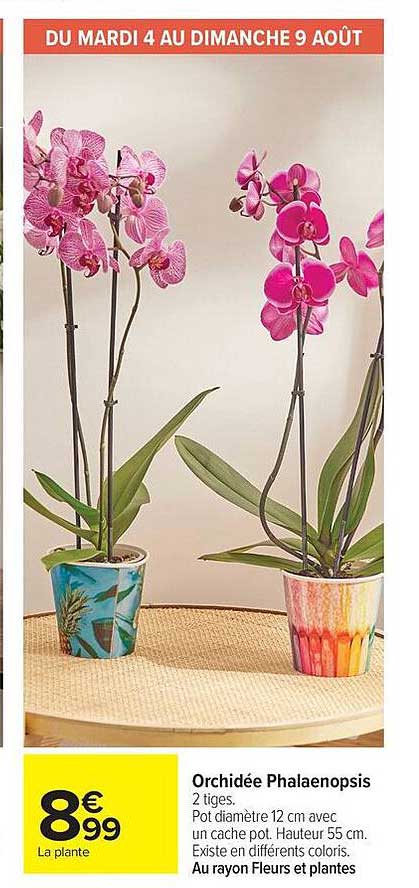 Orchidée Phalaenopsis