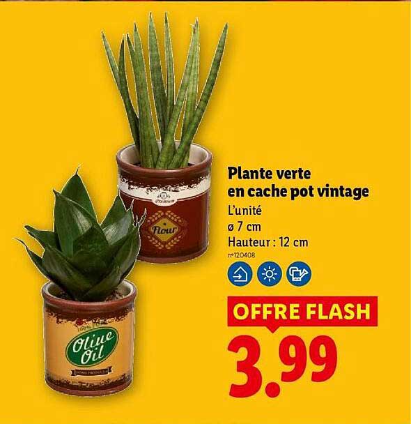 Plante verte en cache pot vintage