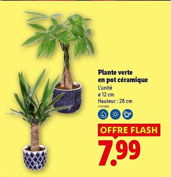 Plante verte en pot céramique